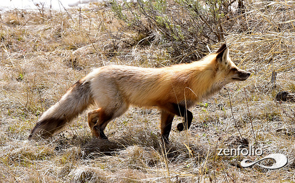 red fox (13)
