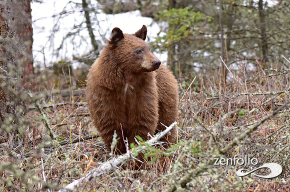 cinnamon bear (1)
