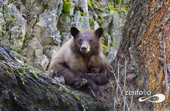 sleepy bear (19)