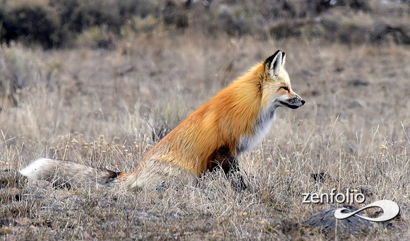 red fox (2)