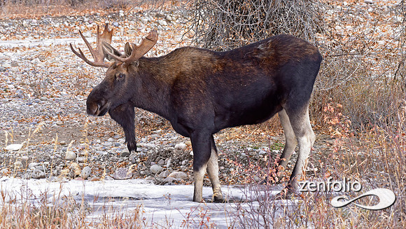 bull moose (163)
