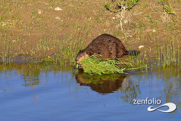 beavers (80)