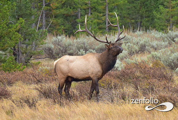 big bull elk (5)