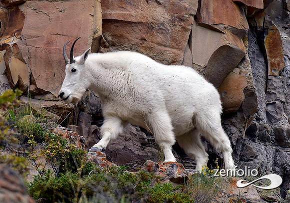 mtn.goat (2)