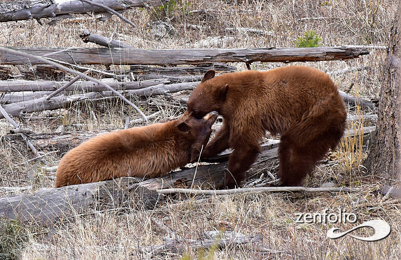 cinnamon bears (10)