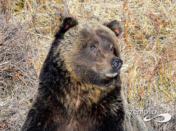 grizzly images 2017 (13)