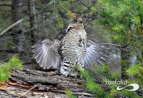 ruffed grouse (14)