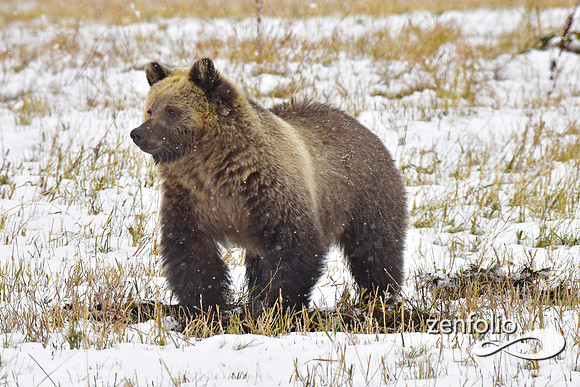 young grizzly bear (11)