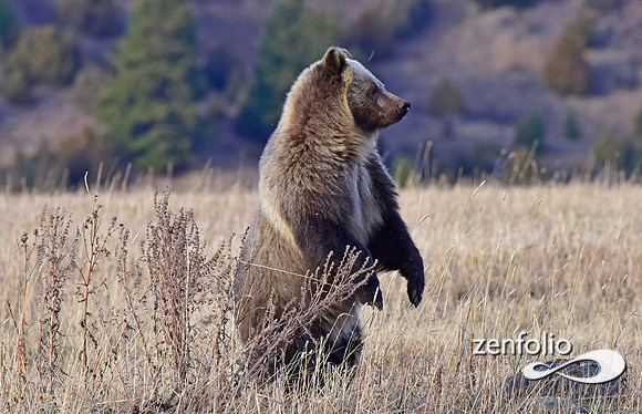 grizzly (11)