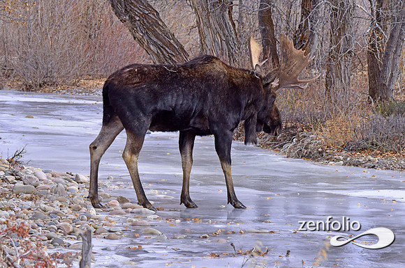 bull moose (139)