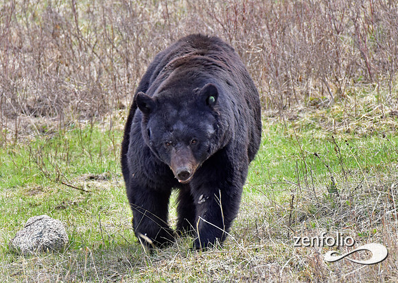 _TED4702