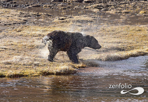 blacktail grizzly,spring 2017 (175)