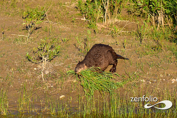 beavers (73)