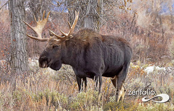 bull moose (100)