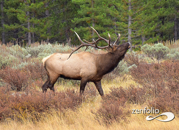 big bull elk (3)