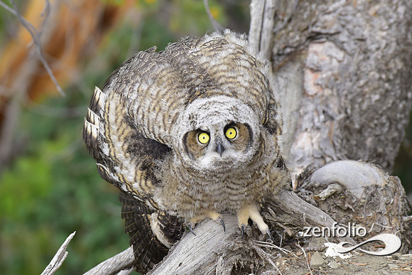 great horned owls