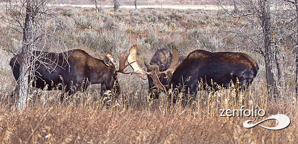bull moose (107)