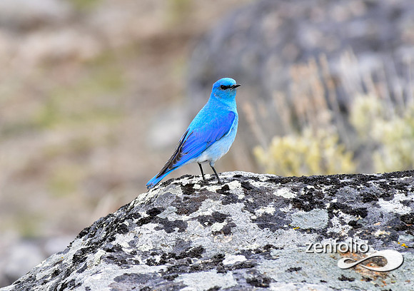 bluebird