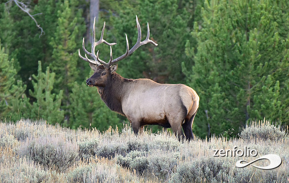 monster bull elk (25)