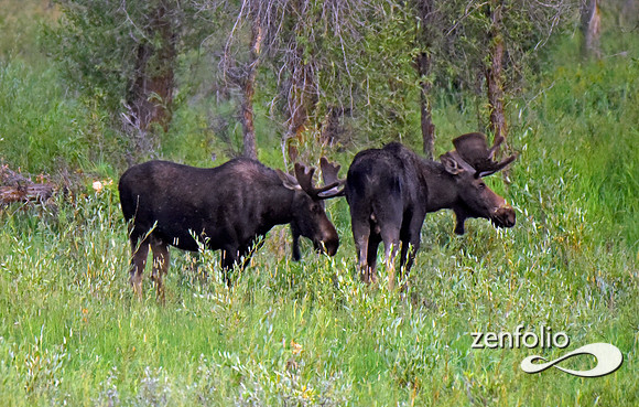 bull moose