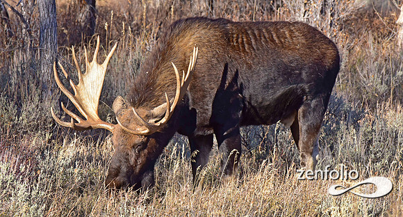 bull moose (79)