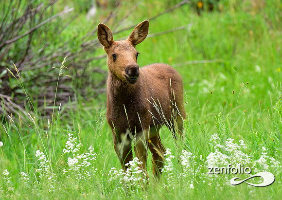 moose and calf feeding (1)