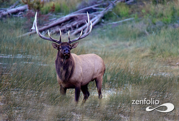 swan lake flats bull elk (3)