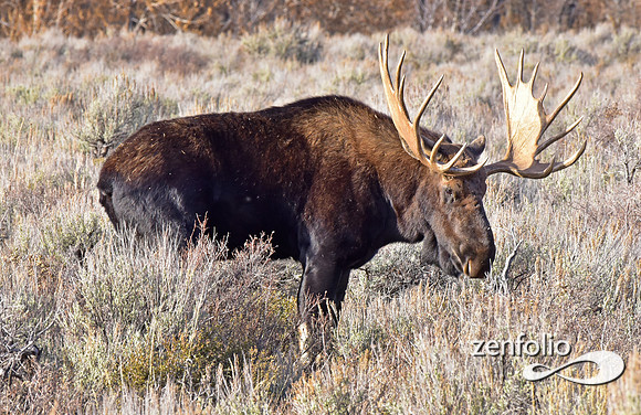 bull moose (32)