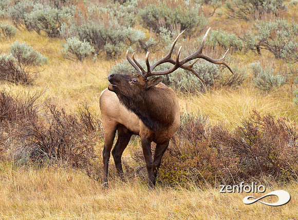 big bull elk (12)