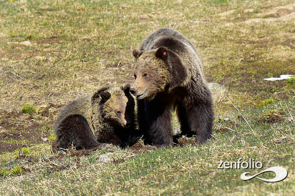 grizzly with yearling cub (4)