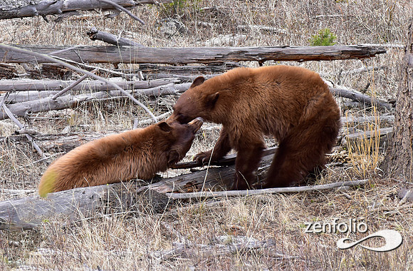 cinnamon bears (9)