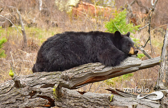black bears (1)