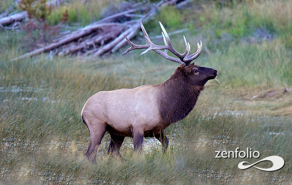 swan lake flats bull elk (6)