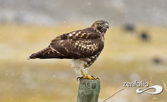red tail hawk  (3)