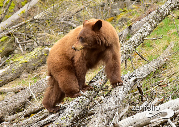 cinnamon bear (12)