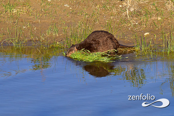 beavers (83)