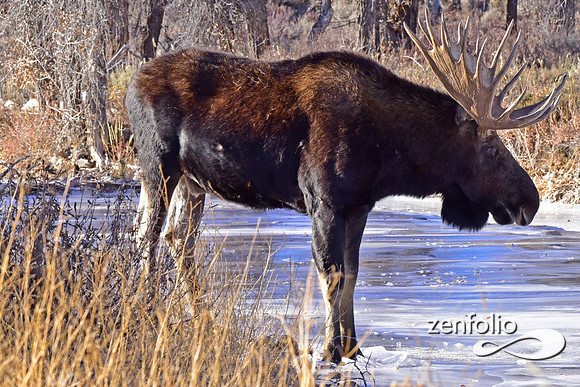 bull moose (58)