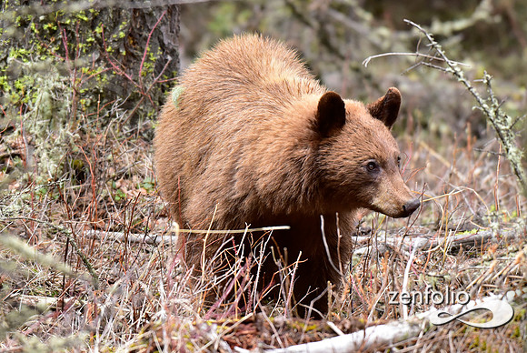 cinnamon bear (12)