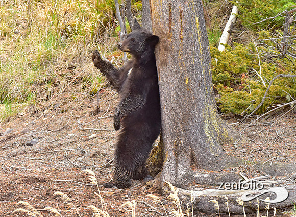 black bears (8)