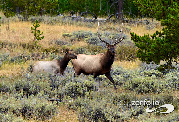 six point bull elk (3)