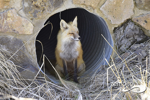 red fox