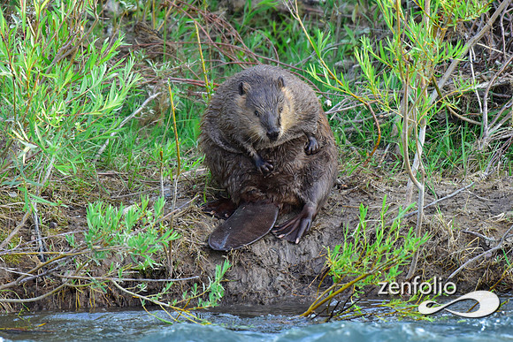 beavers (40)