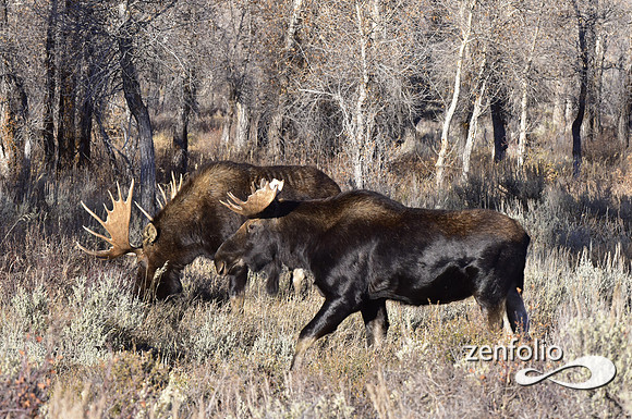 bull moose (80)