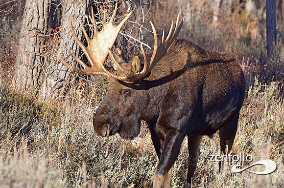 bull moose (89)