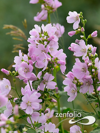 teton park wildflowers (3)