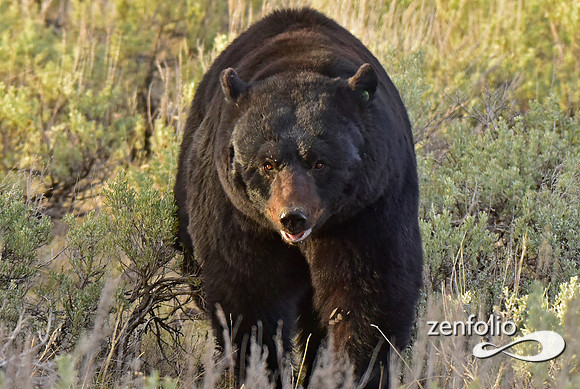 _TED5068
