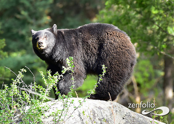 female black bear