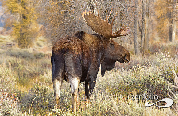 bull moose (12)