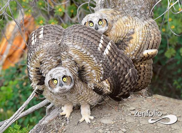 great horned owls