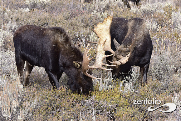 bull moose (195)